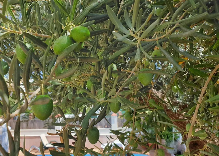 Alojamiento El Olivo